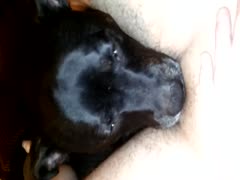 An honorable licking